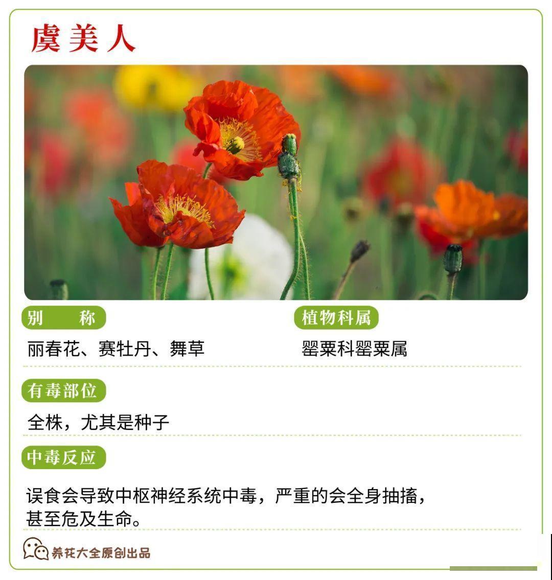 30种常见有毒花，很多人都在养，一定要小心养！