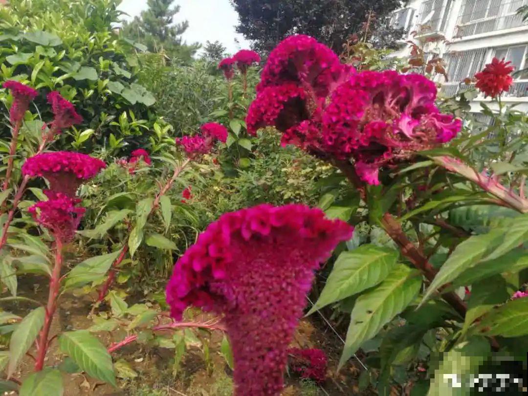 买花种子总是不对版,记住这些种子,少上当! 买花种子总是不对版,记住这些种子,少上当!