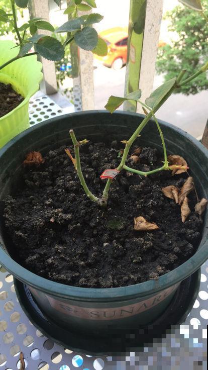 春天养花最好用营养土，好处有3点，性价比超高