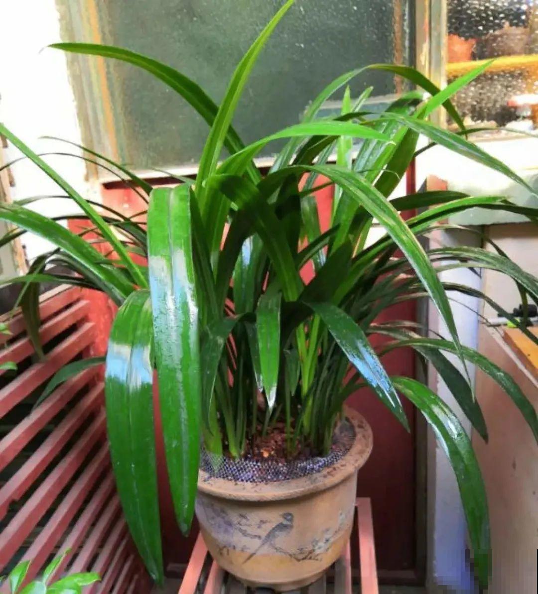 选不对花盆，啥花都被你养死了！