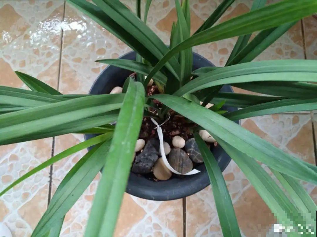 春天给花分株，1盆变成多盆，很快爆盆