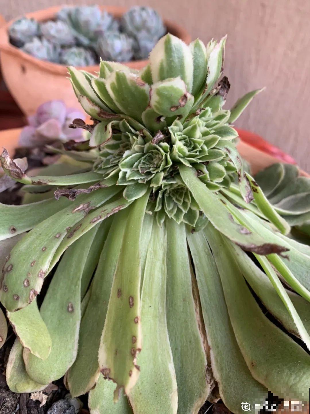 多肉老桩有多美，看着像是艺术品，造型超美