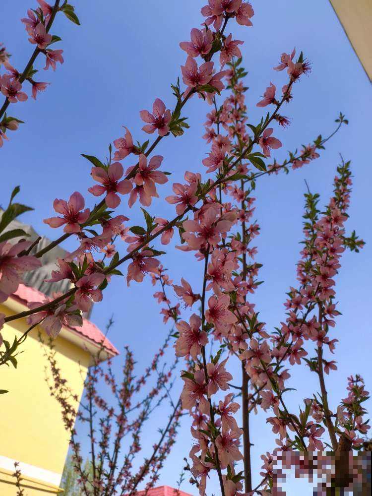 春天要准备赏花了，初春花朵图谱，看了就都认识了
