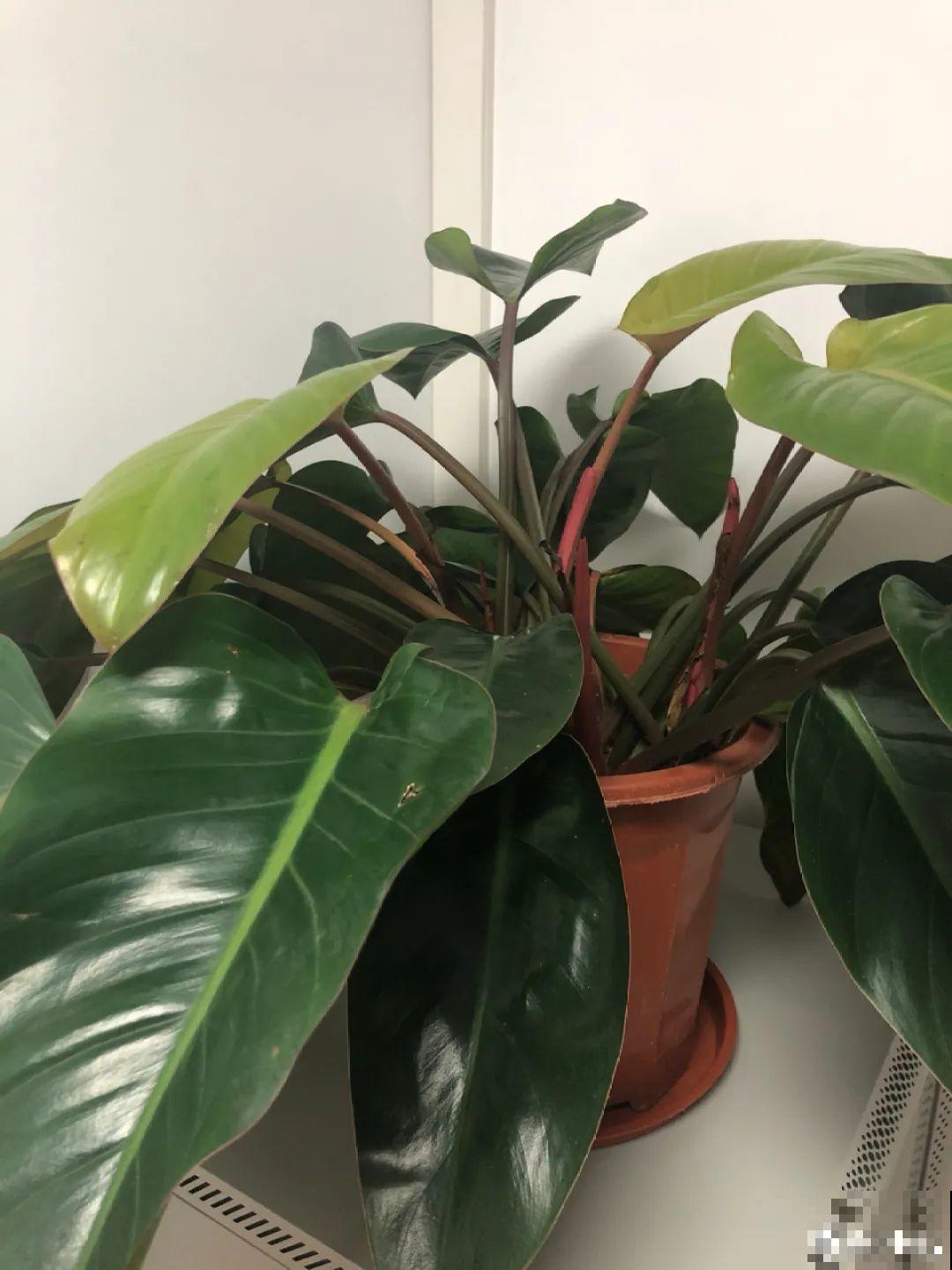 24种花,净化空气最厉害,绿萝竟然倒数! 24种花,净化空气最厉害,绿萝竟然倒数!