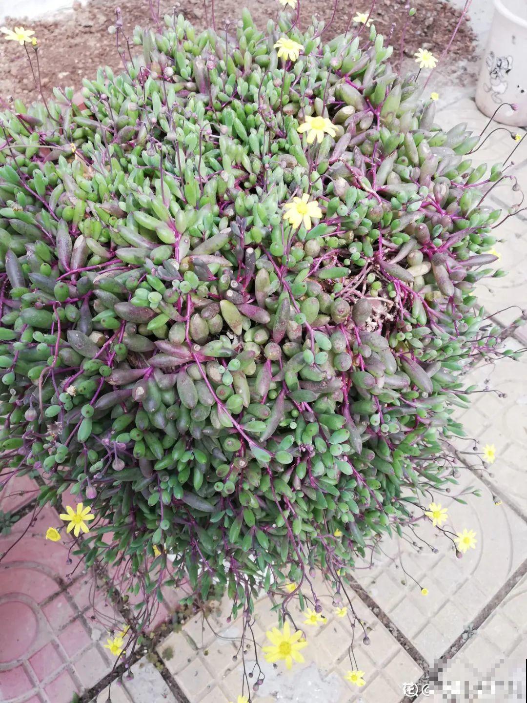 谁说多肉长得慢？养这3种，2个月长成瀑布