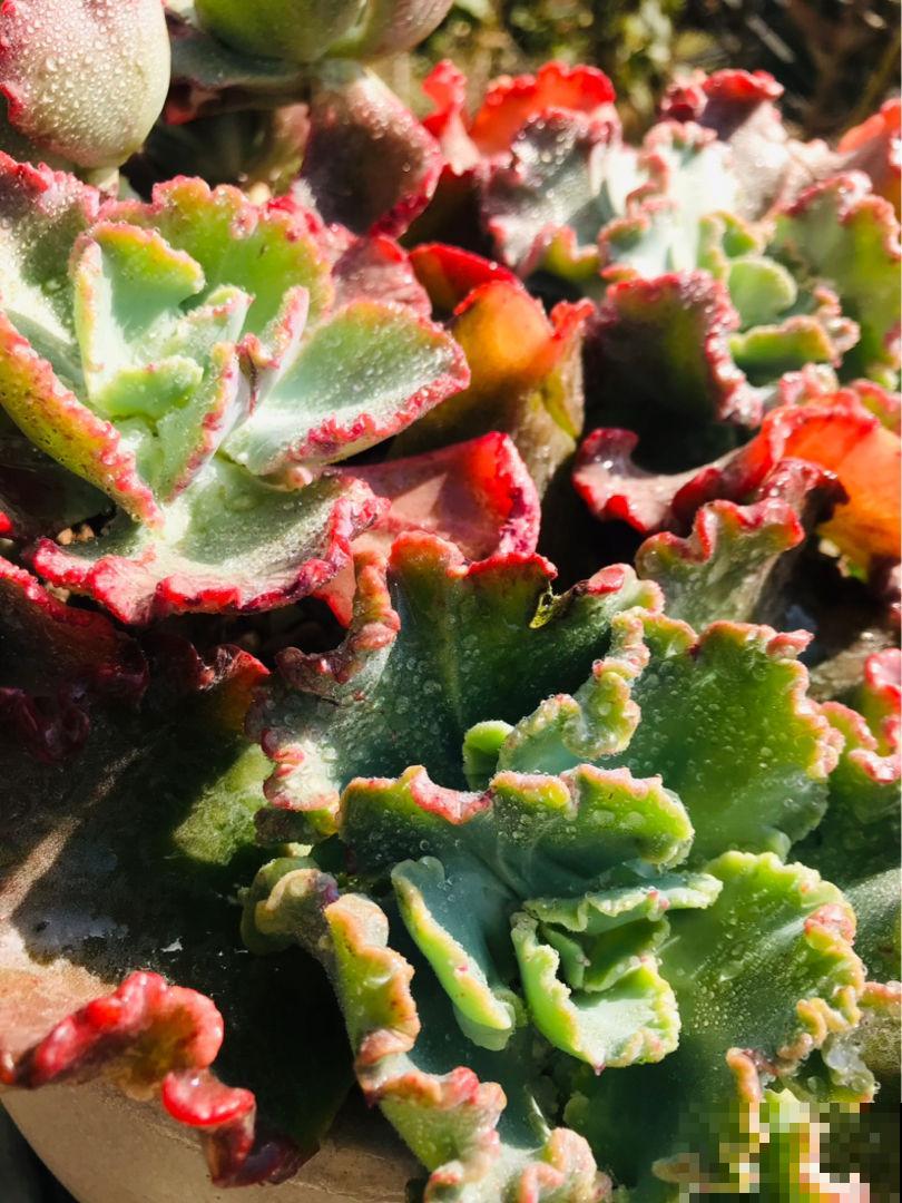 现在这个季节扦插多肉,只要温度合适,反而冬天长更快 现在这个季节扦插多肉,只要温度合适,反而冬天长更快