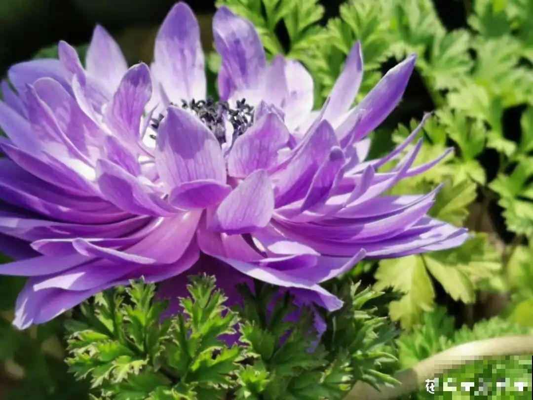 零下20℃，冻不死的花，不用搬进屋！