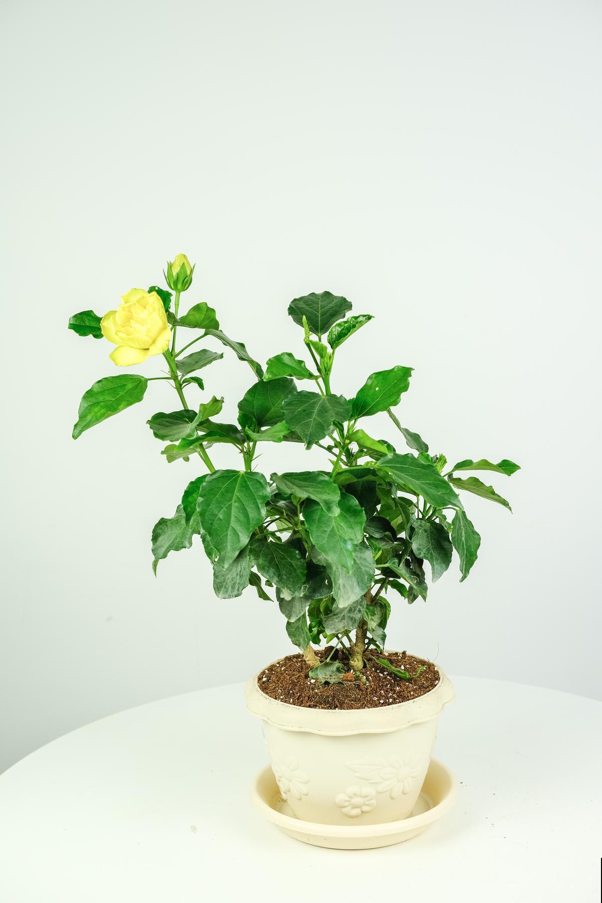 扶桑花开花很容易，只要合理养护，冬天也能开花！