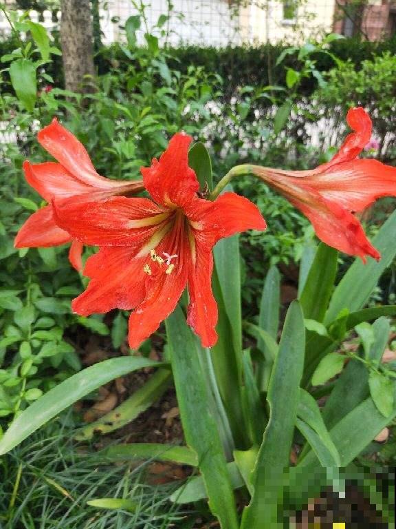 一个“洋葱球”埋土里，呼呼开出美艳花，一朵比脸还大