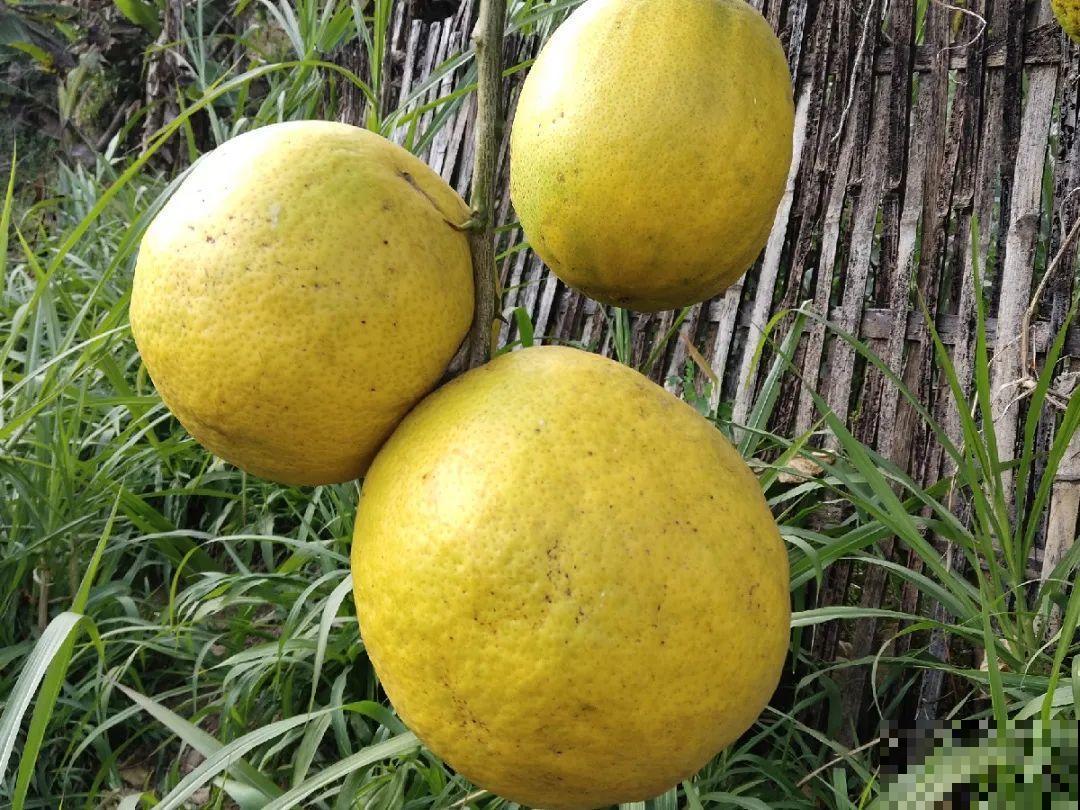 冬天的香水花，养1盆满屋子飘香，千万不要放卧室