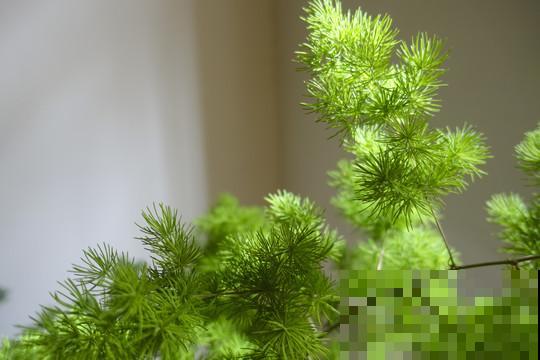 养护蓬莱松，一定要知道这几点，学会才能一年四季绿油油！