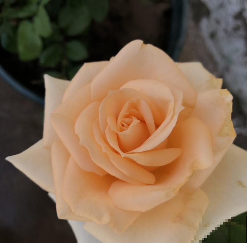 这种花美得很独特，家里种一盆，亲戚抢着要！