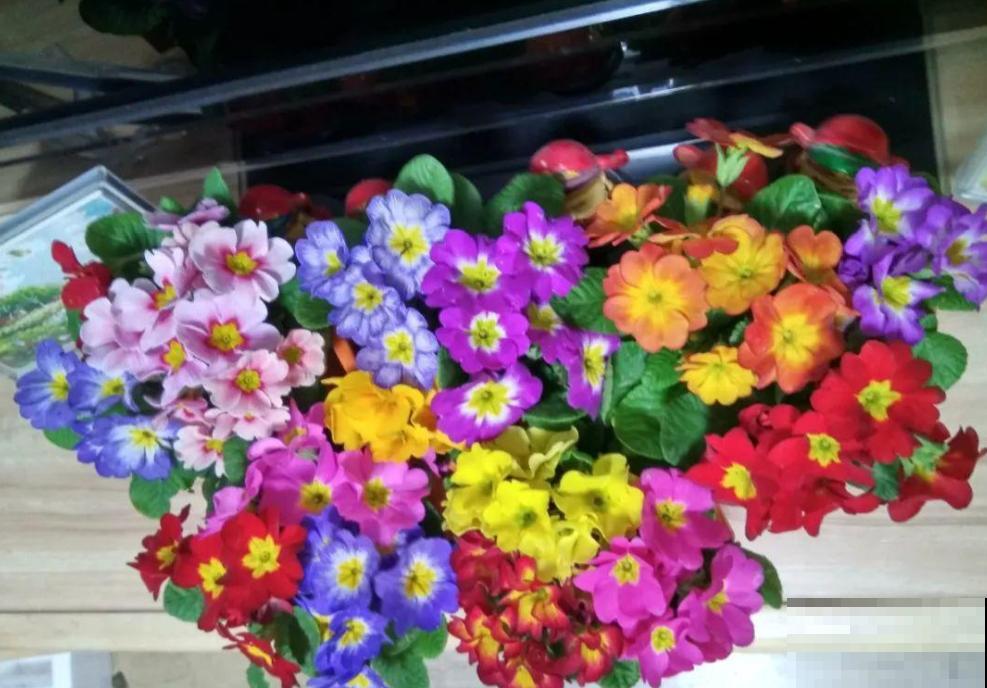 报春花是春天的信使,清新又可爱,掌握养护技巧才能养得好! 报春花是春天的信使,清新又可爱,掌握养护技巧才能养得好!