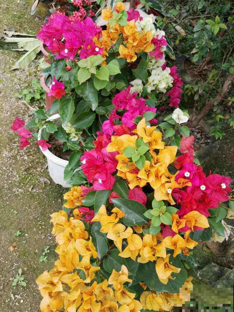 初春三角梅养护,要格外注意4要点,才能开花爆盆 初春三角梅养护,要格外注意4要点,才能开花爆盆