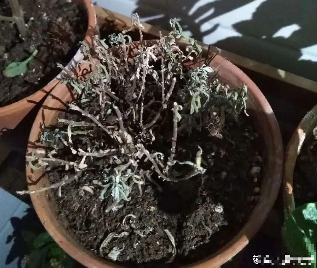 管住手！这几样事少做，花才能安稳过冬！