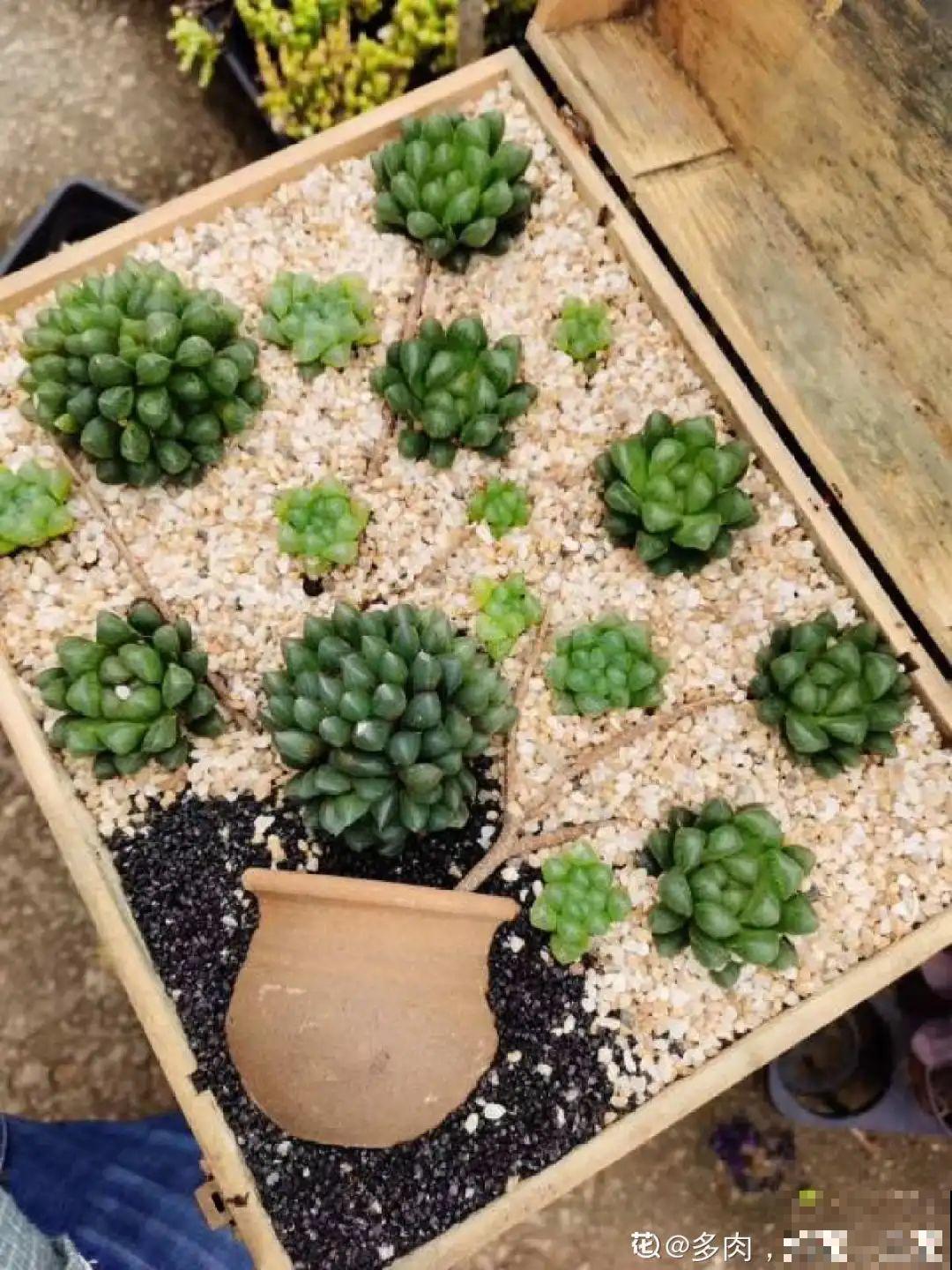 路边别人丢的大花盆，看着眼馋，好想捡回家