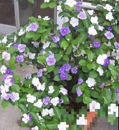 这4种茉莉花品种，清新又淡雅，每一种都好养！