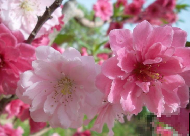 学会养护要点，碧桃花在家也能养，开花太美了！