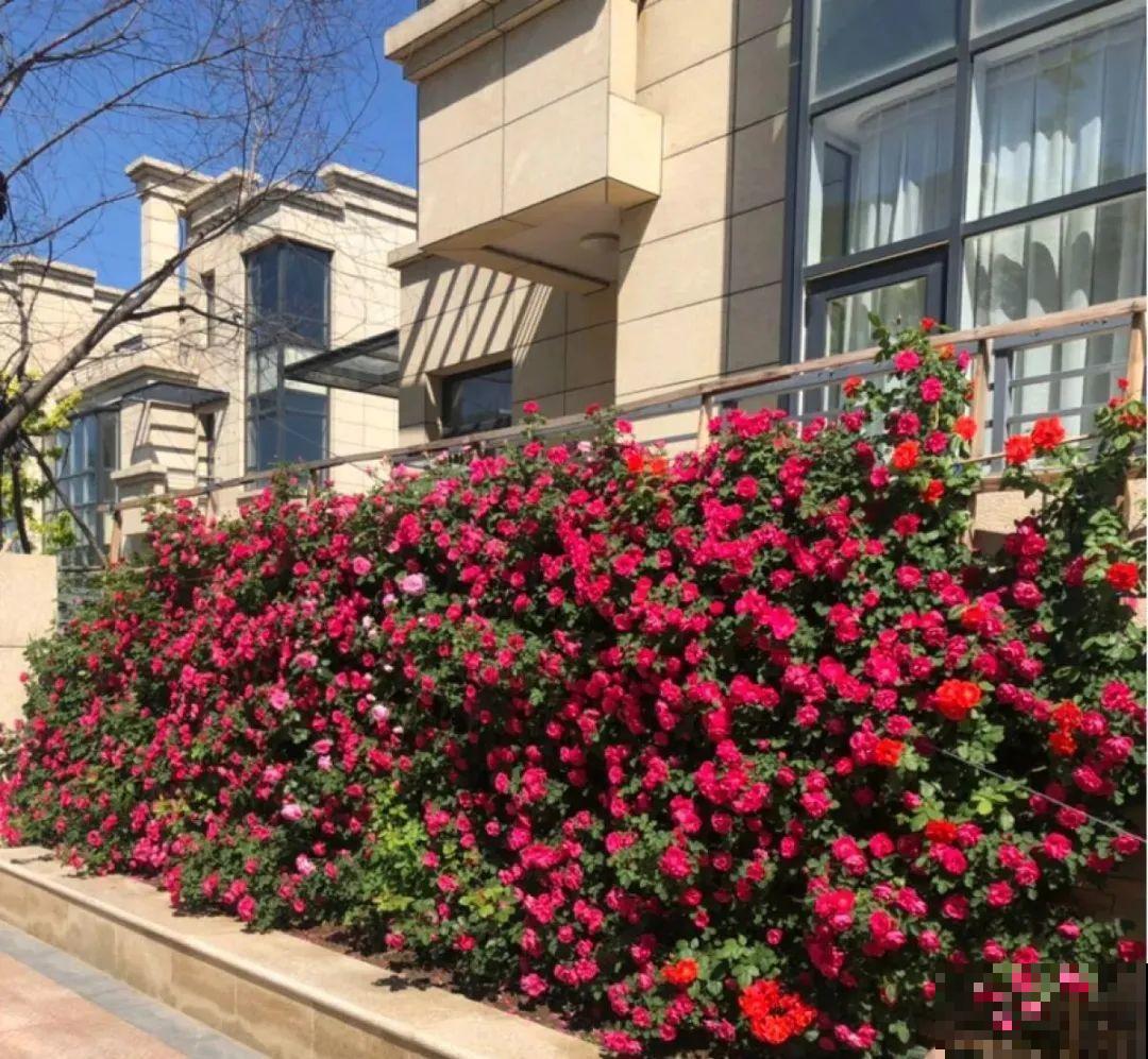 7种花，现在绝对不能剪，剪了一年不开花！