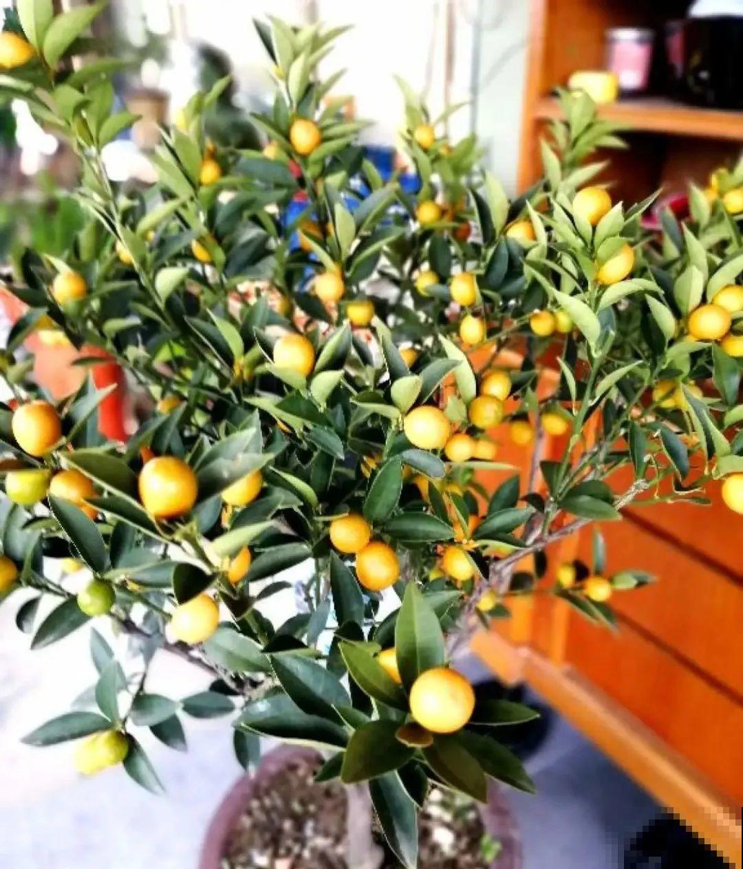 1盆苹果卖300块,为啥这么贵,难道是金苹果? 1盆苹果卖300块,为啥这么贵,难道是金苹果?