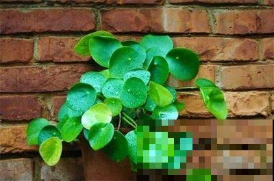 “网红”盆栽镜面草,冬天这样养护,叶子又大又圆! “网红”盆栽镜面草,冬天这样养护,叶子又大又圆!