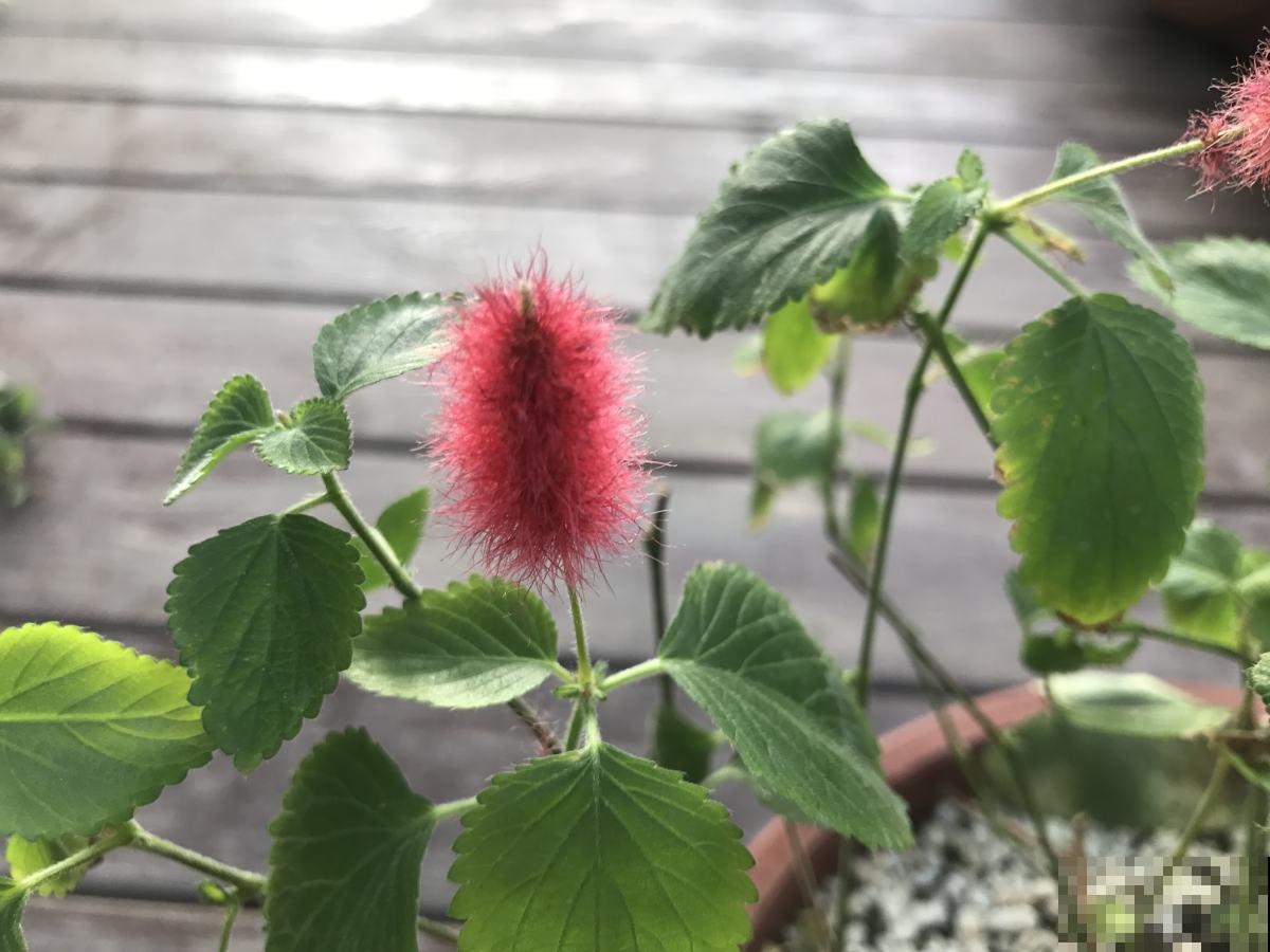 像尾巴的花朵，毛茸茸红彤彤的，太可爱了！