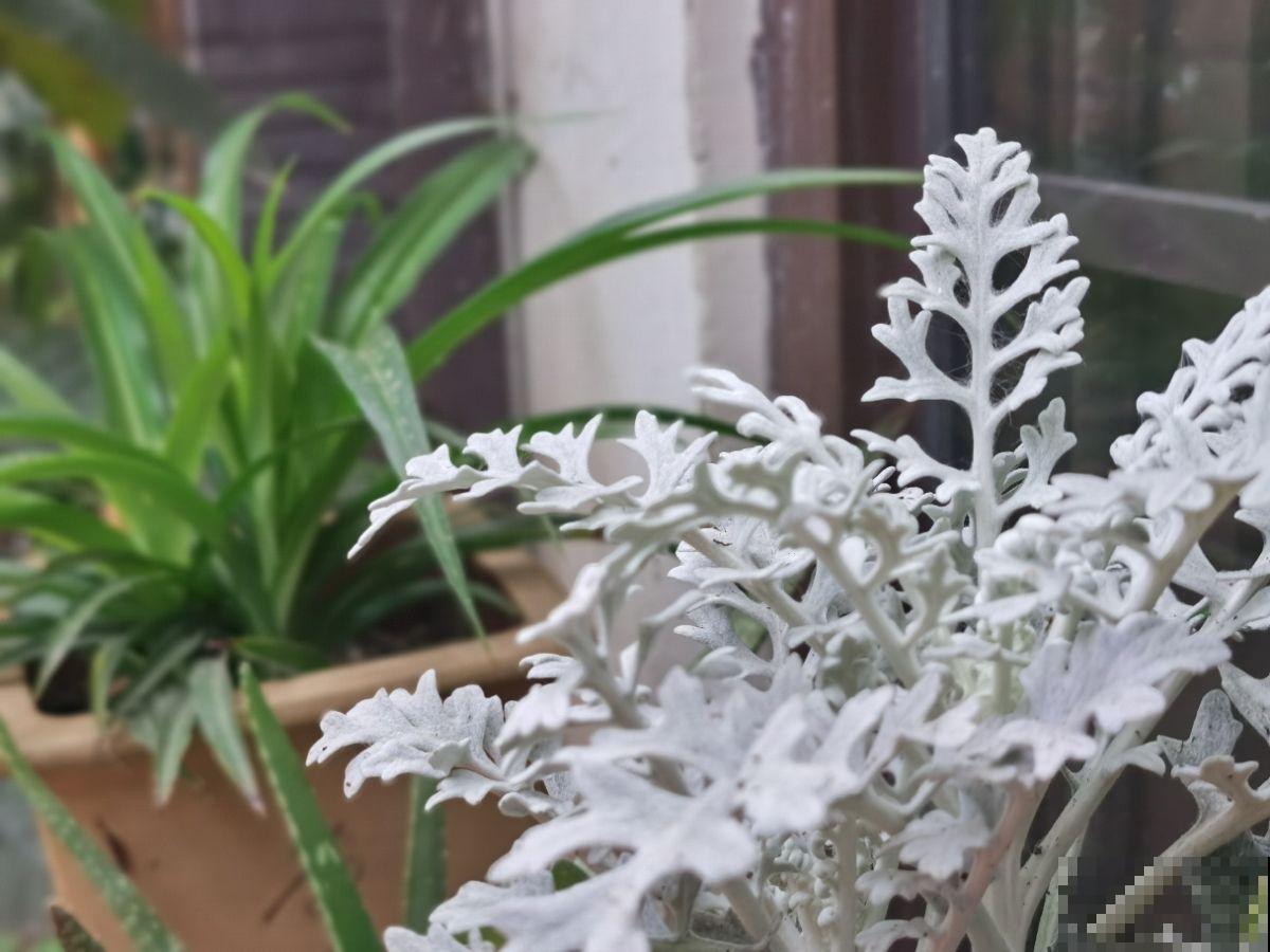 一种花长得像雪花，全身银白色，气质高雅有格调