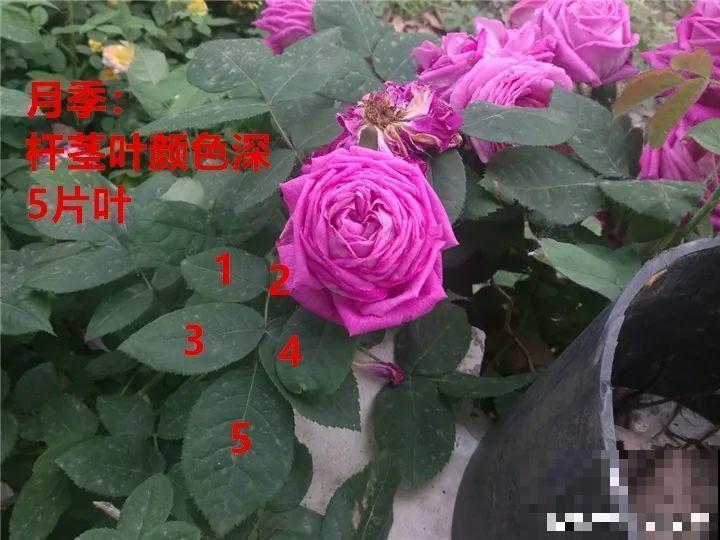 10年的绣球大老桩，九块钱也别买，难开花还浪费感情