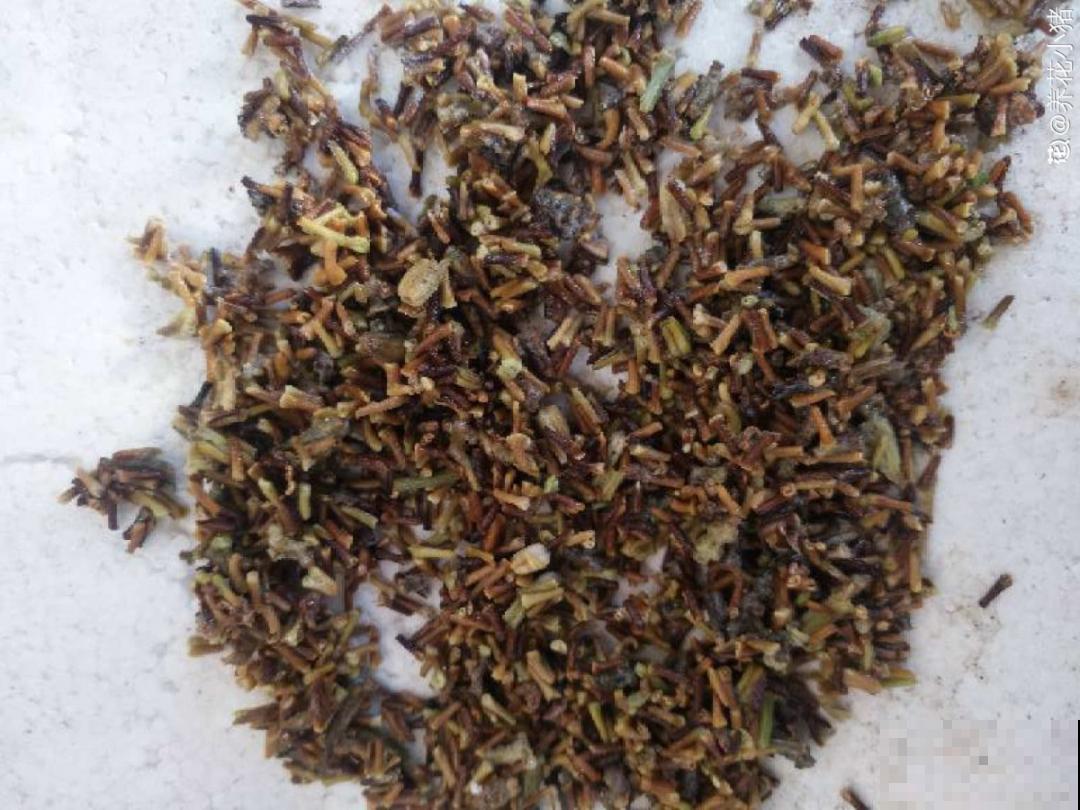 买花种子总是不对版,记住这些种子,少上当! 买花种子总是不对版,记住这些种子,少上当!