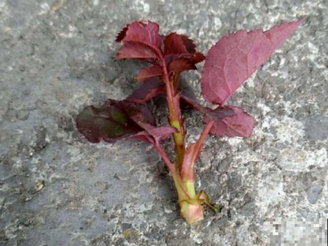 月季12个月计划表，按照这个养，大花墙不是梦！