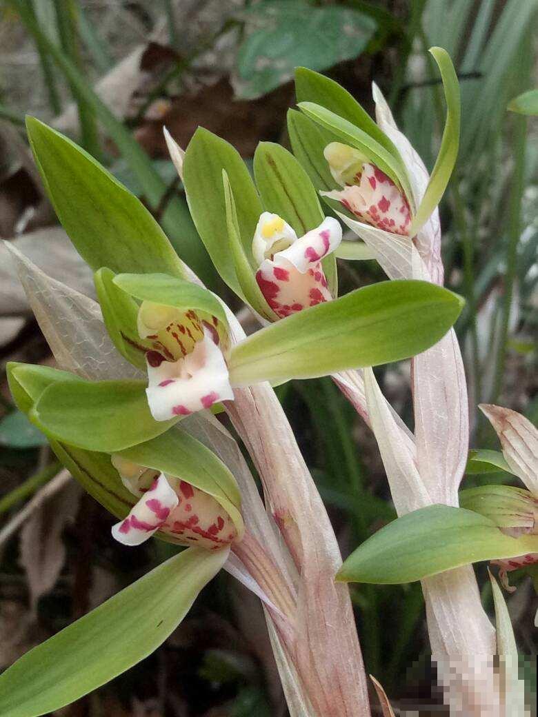 野外看到4种植物,千万不要挖,不然容易招来大麻烦 野外看到4种植物,千万不要挖,不然容易招来大麻烦