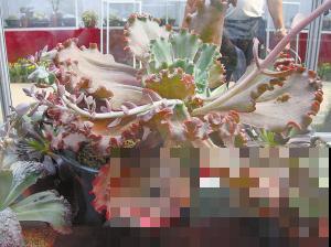 植物界的4大“老寿星”，寓意健康长寿，养的越久越值钱！