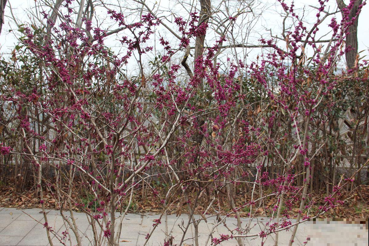 在家盆栽紫荆，这些事情你一定要注意，花朵才能开得更好！