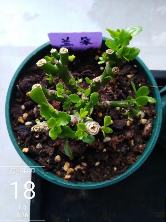 2月养花下狠手，剃光头、撸光叶，越狠越开花！