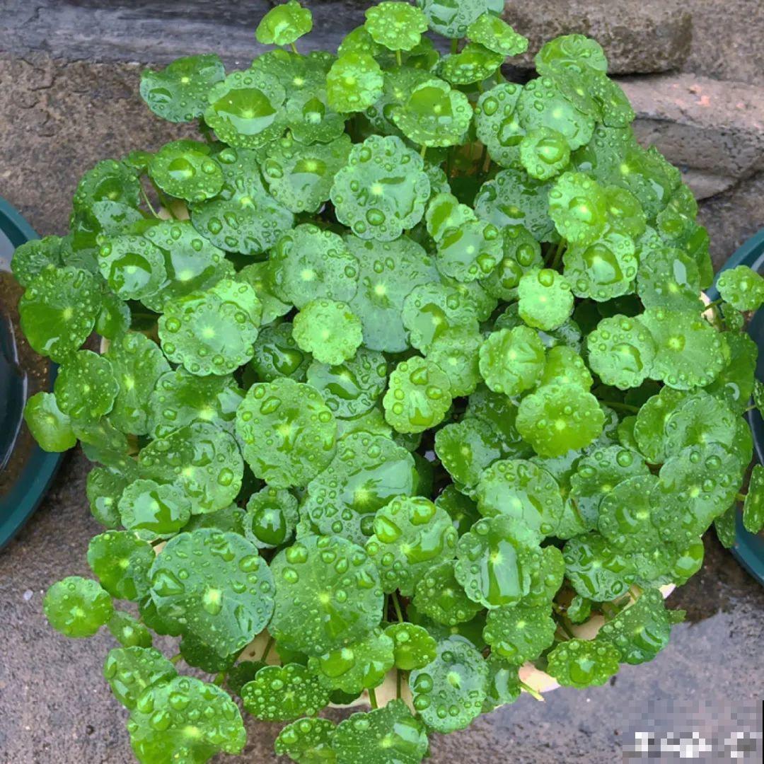 20种花春天开得正盛,花期长、容易爆花,虫害少! 20种花春天开得正盛,花期长、容易爆花,虫害少!