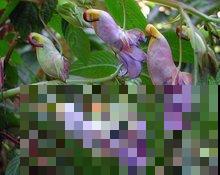 5种奇花异草，太罕见了，好看又有个性！