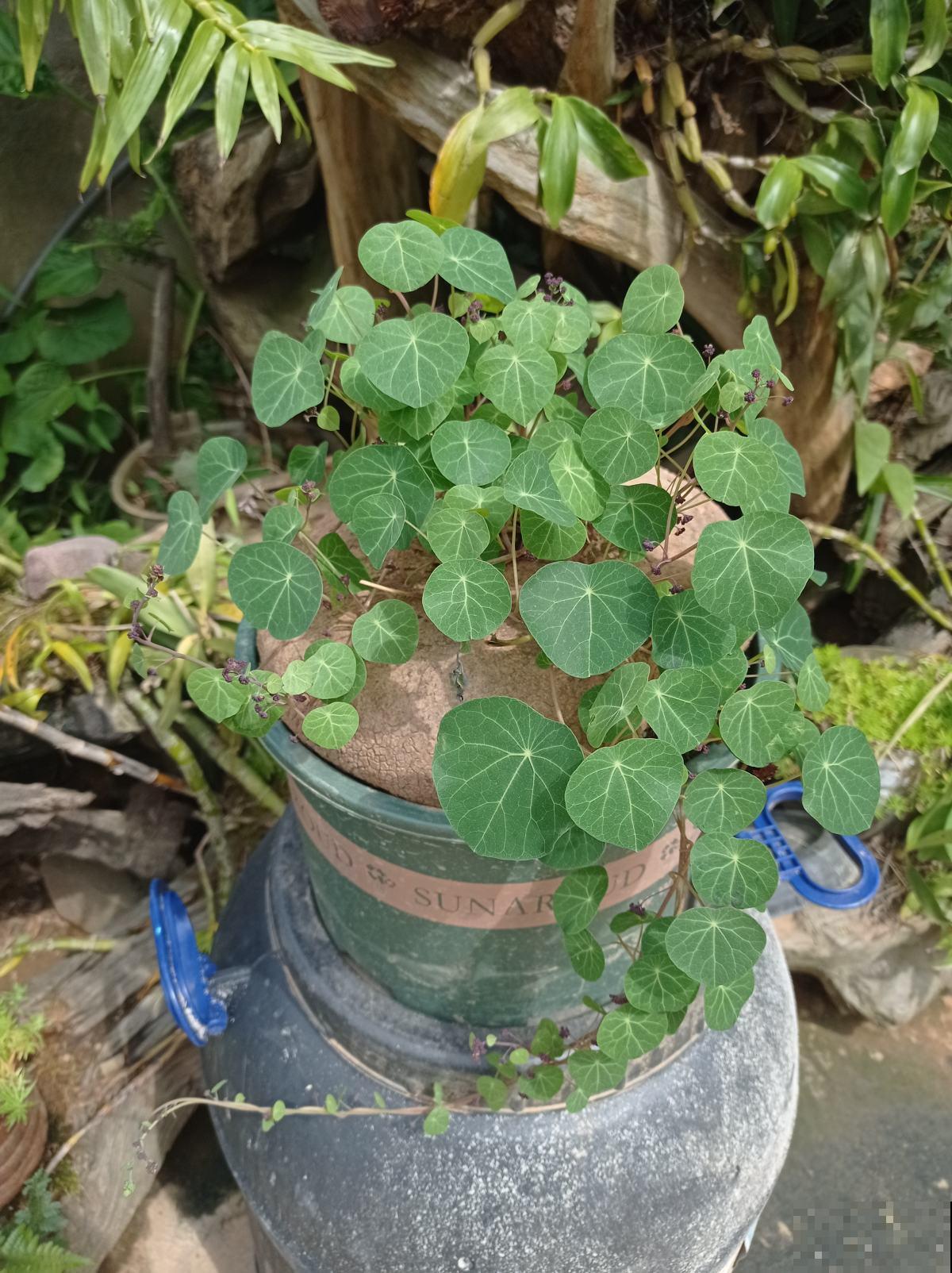 家里养5种爬藤花，半年就能爬满墙，看着超治愈！