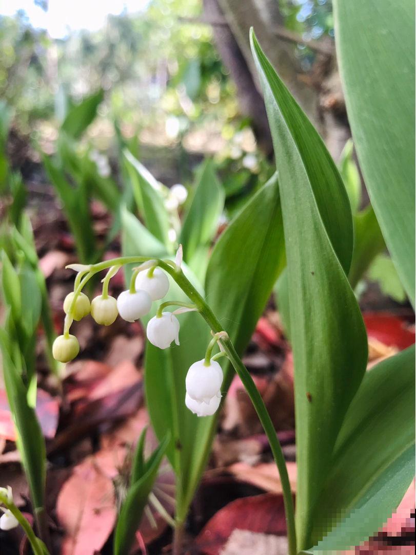 1种花像个“笼子”，还能吃虫子，越看越想笑