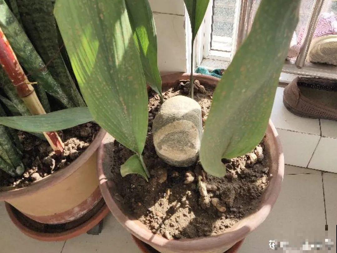 低于5度，6种花一整个冬天不浇水，也能照样活！