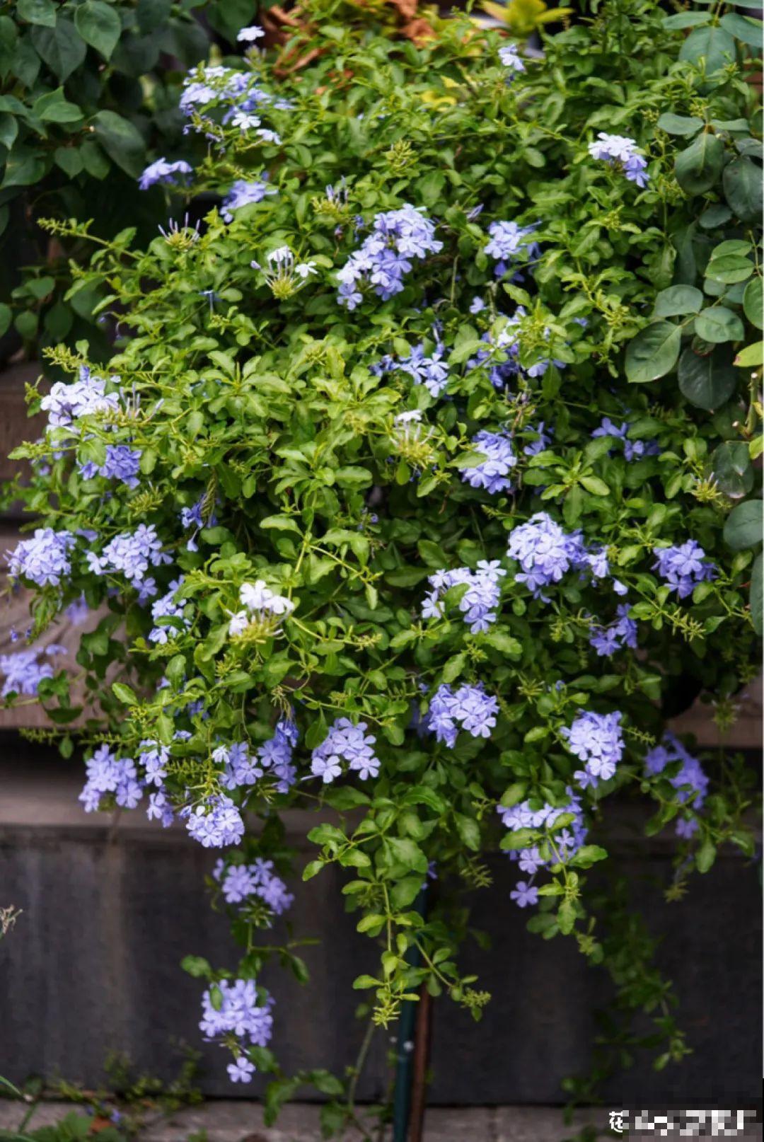 梦想有个院子，养花弄草，过舒心日子！