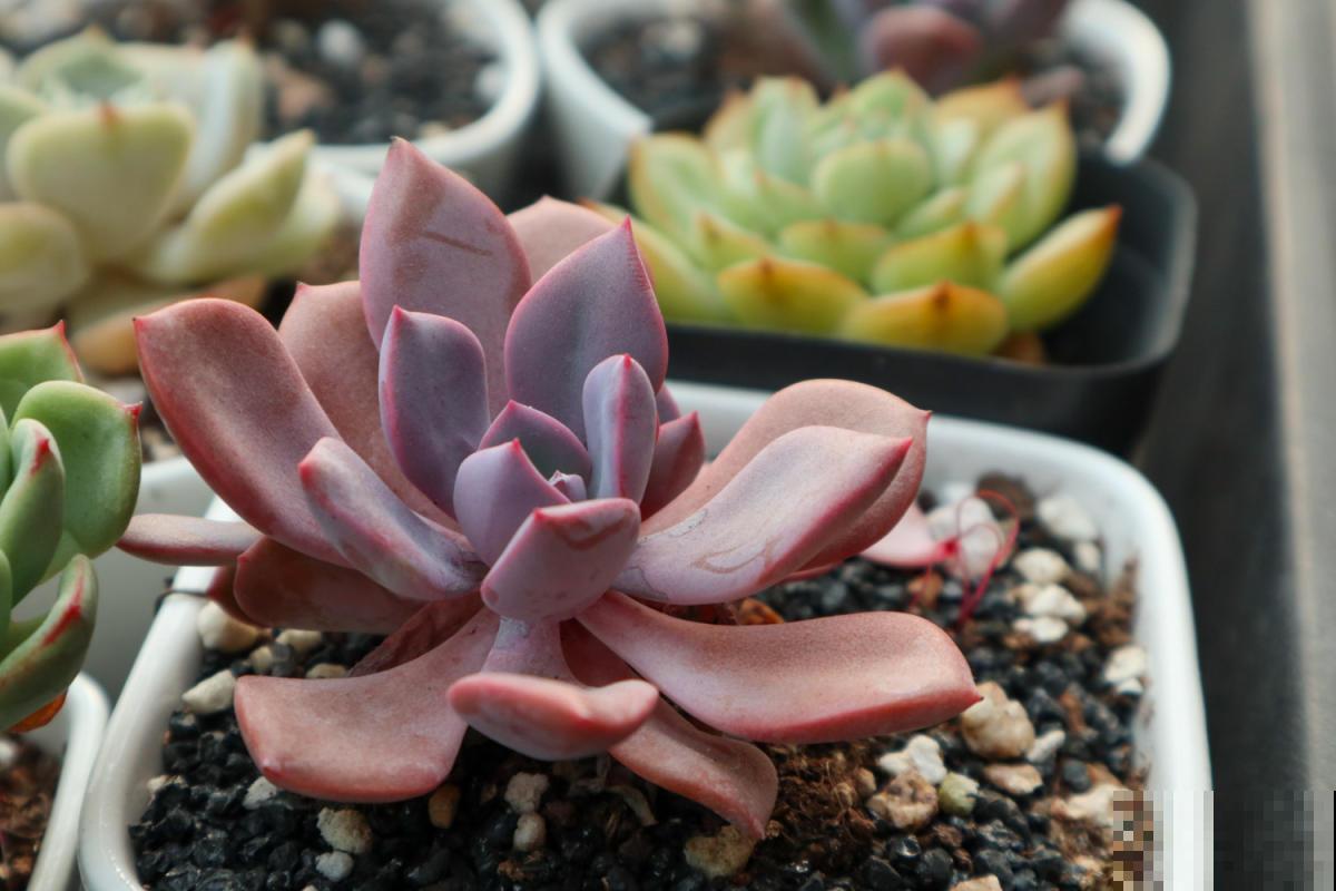 5种超级好养的多肉!肉嘟嘟的超级可爱,新手也能养爆盆! 5种超级好养的多肉!肉嘟嘟的超级可爱,新手也能养爆盆!