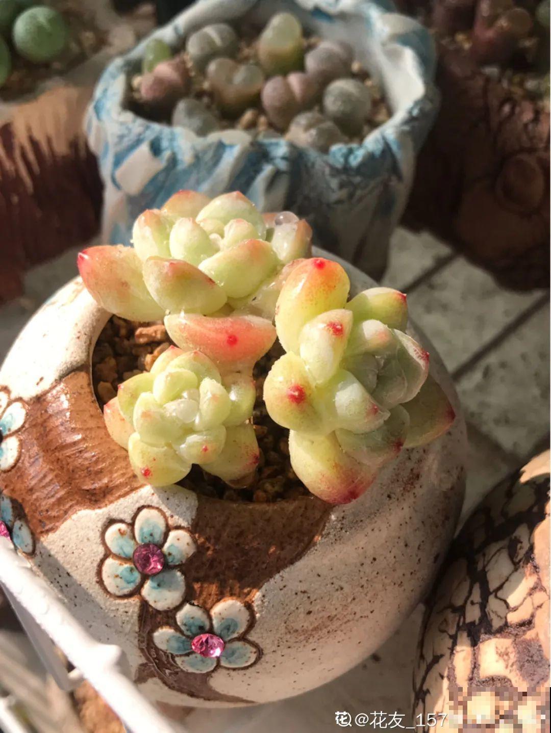 3款果冻多肉，透明软萌人人爱，好想轻轻咬一口！
