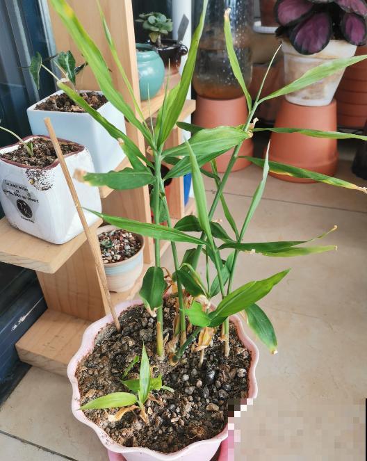 晚饭里的姜丝能不能吃？答案很重要，不能乱吃！