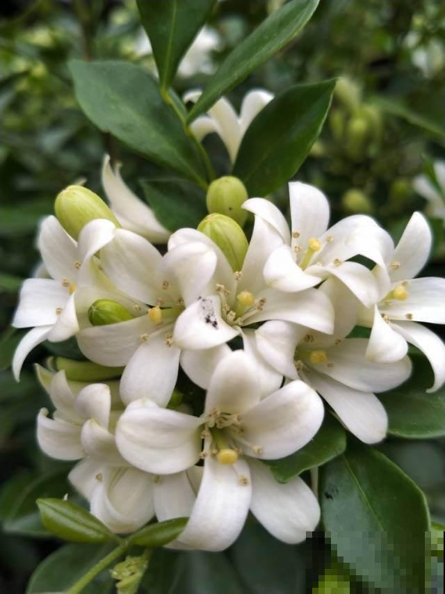 5种花不能养在卧室，香味太浓，影响睡眠