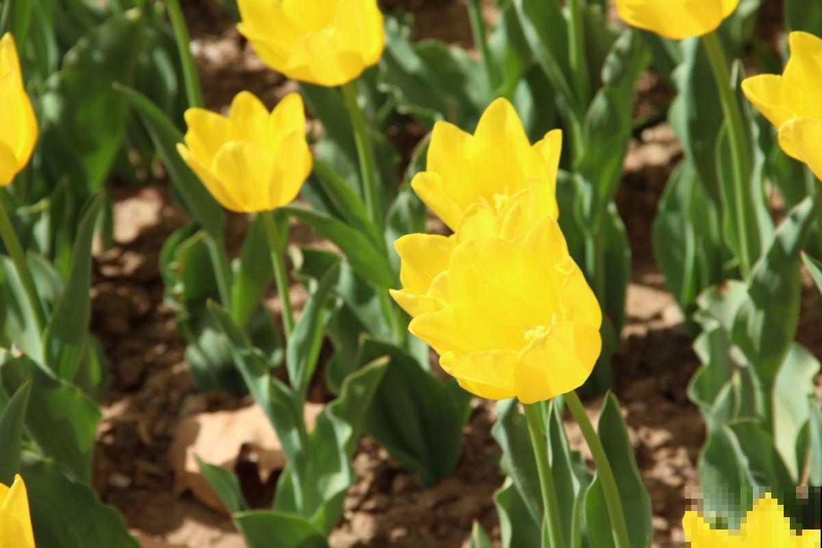 养护郁金香，做好4点，冬天也能绽放！