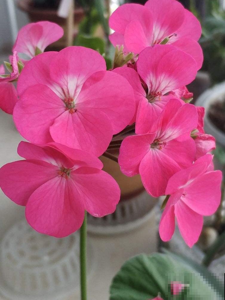 3个养花坏习惯，要赶紧改掉，不然花养得再多也养不好