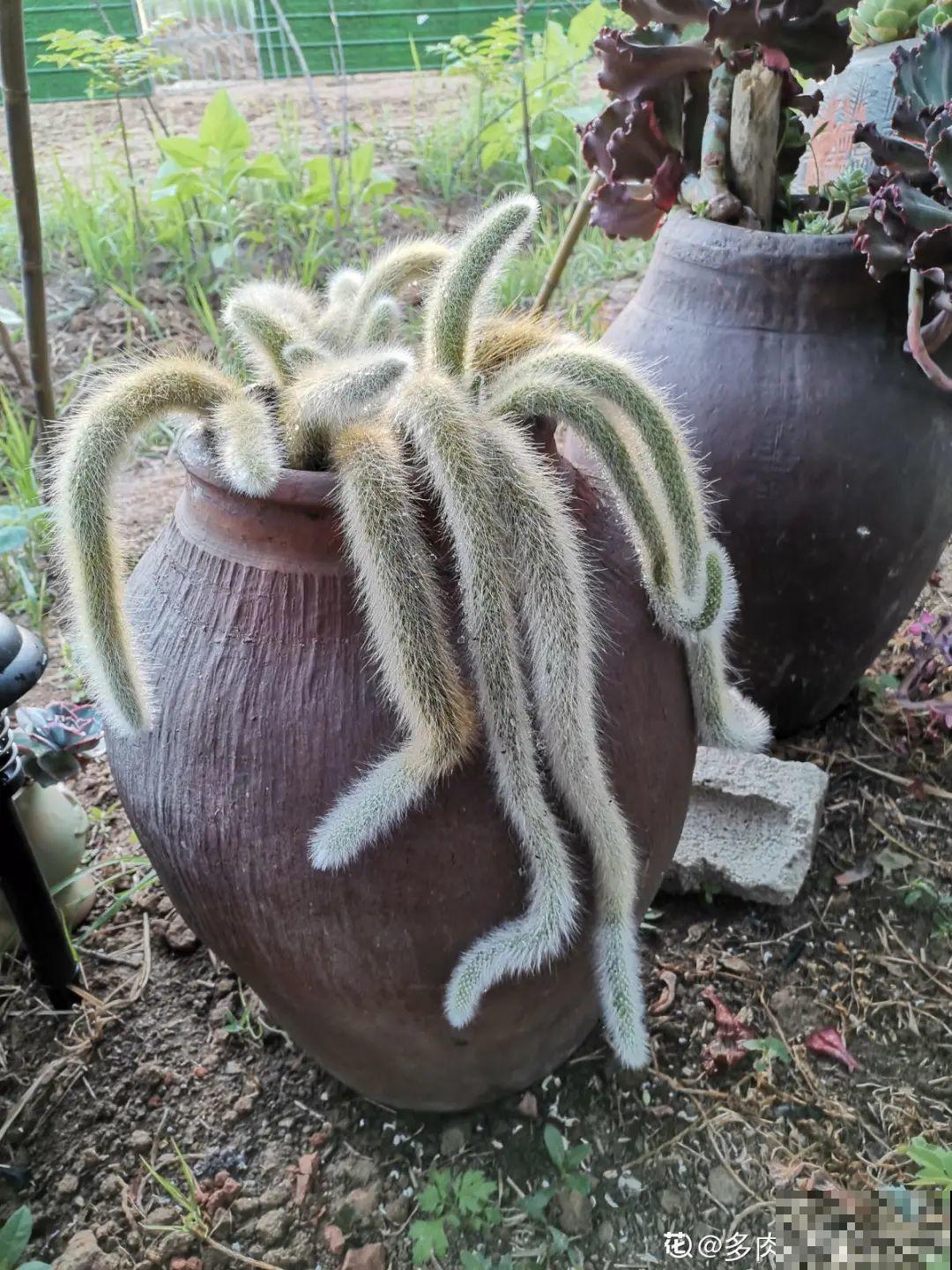 自然生长的多肉，叶子肥嘟嘟，壮得像大白菜