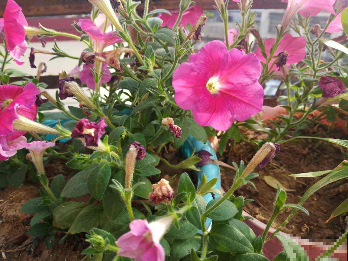 一天中时间不同，开花的植物也不同，太神奇了