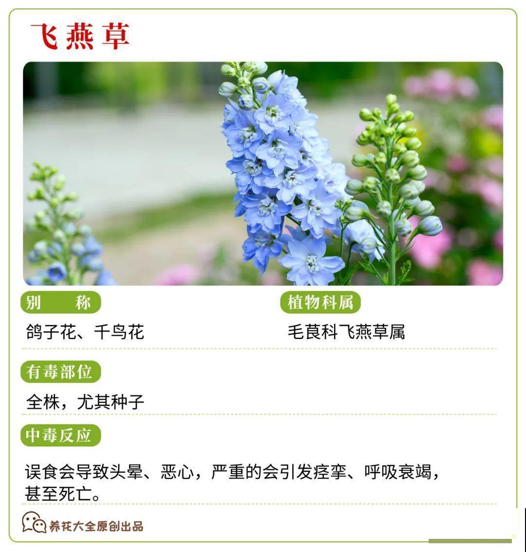 30种常见有毒花，很多人都在养，一定要小心养！