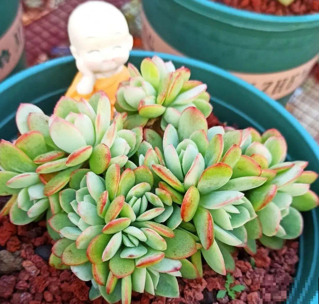 多肉养在大盆里,就是豪横霸气,棵棵大得像白菜 多肉养在大盆里,就是豪横霸气,棵棵大得像白菜